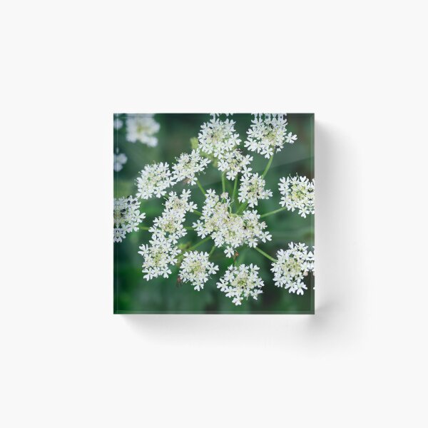 Item preview, Hogweed designed and sold by Alternative Perspectives.