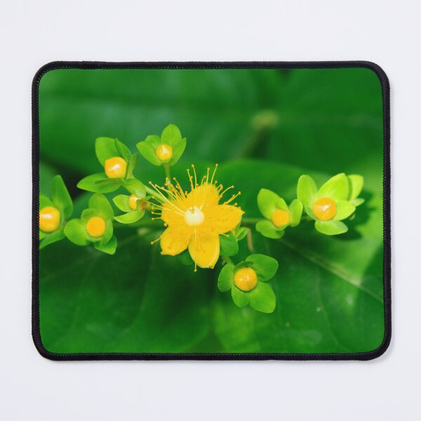 Item preview, Hypericum  designed and sold by Alternative Perspectives.
