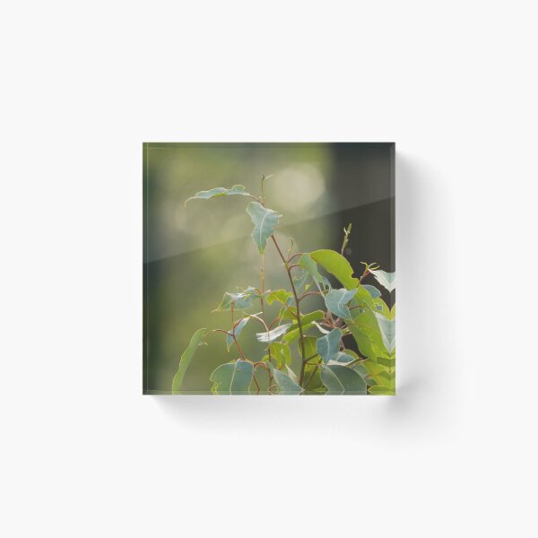 Item preview, Young leaves of gum tree designed and sold by Images by Chris de Blank.