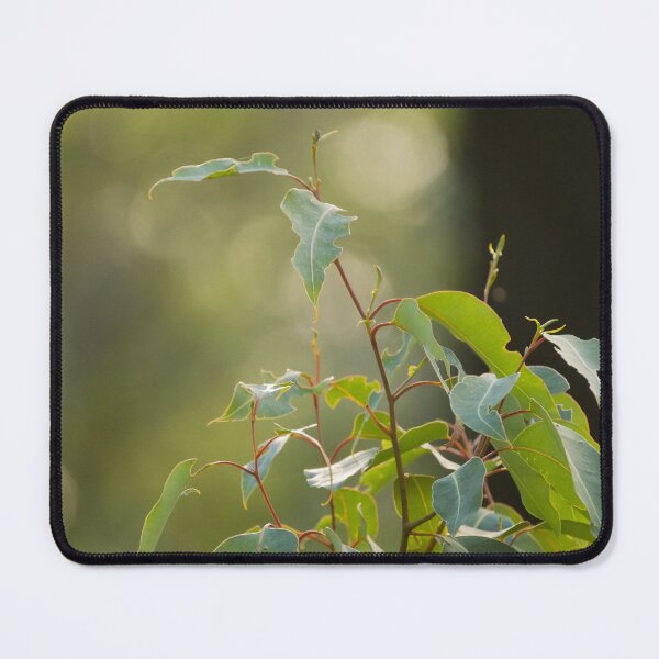 Item preview, Young leaves of gum tree designed and sold by Images by Chris de Blank.