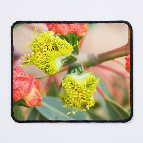 Item preview, New Life, Yellow Flowering Gum designed and sold by Images by Chris de Blank.