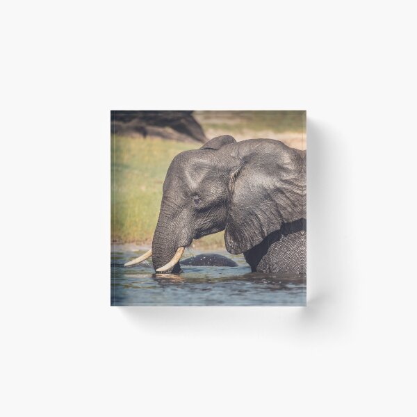 Item preview, Elephant Chillin Out Botswana Africa designed and sold by PhotoArt by Joan Carroll.