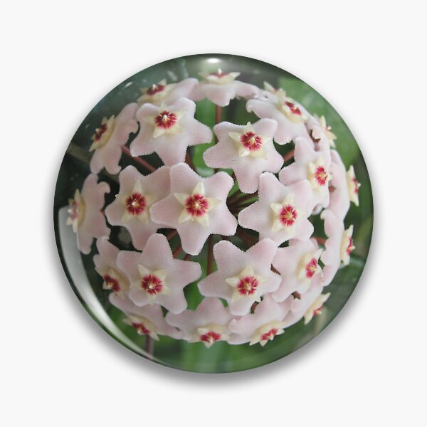Item preview, Hoya Flor de Cera Flor de Porcelana Globo Blanco Estrellas Naturaleza Vegetal designed and sold by InfinityDsigns.