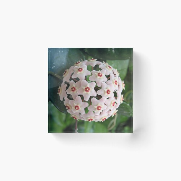Item preview, Hoya Flor de Cera Flor de Porcelana Globo Blanco Estrellas Naturaleza Vegetal designed and sold by InfinityDsigns.