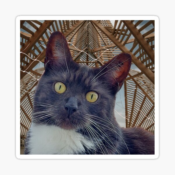 Cat eyes are the gateway to the soul Sticker