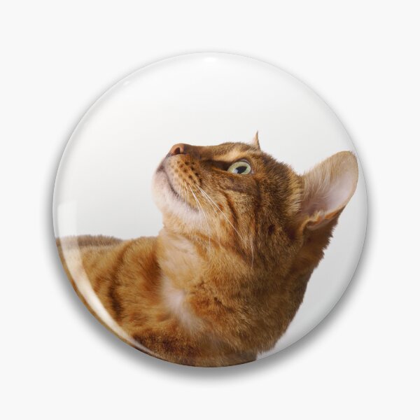 Item preview, Studio portrait of Bengal cat laid on its side. designed and sold by bailey-cooper.