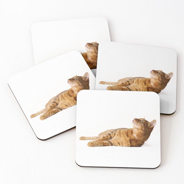 Item preview, Studio portrait of Bengal cat laid on its side. designed and sold by bailey-cooper.