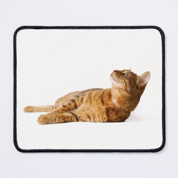 Item preview, Studio portrait of Bengal cat laid on its side. designed and sold by bailey-cooper.