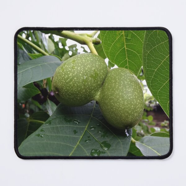 Item preview, walnut 2X designed and sold by DonnaBlankaArt.
