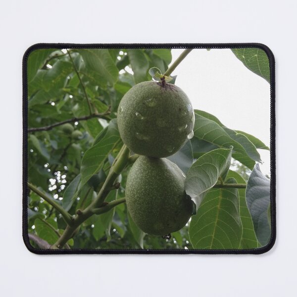 Item preview, walnut designed and sold by DonnaBlankaArt.