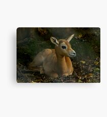 Gentleness Canvas Print