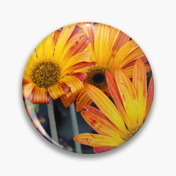 Item preview, Arctotis Acaulis - RHS Garden Rosemoor - Devon - English Gardens designed and sold by LucaRocchini.