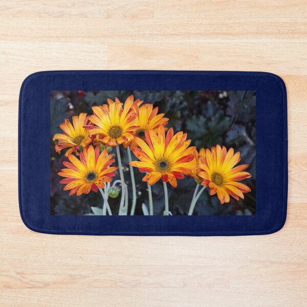 Item preview, Arctotis Acaulis - RHS Garden Rosemoor - Devon - English Gardens designed and sold by LucaRocchini.