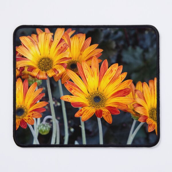 Item preview, Arctotis Acaulis - RHS Garden Rosemoor - Devon - English Gardens designed and sold by LucaRocchini.