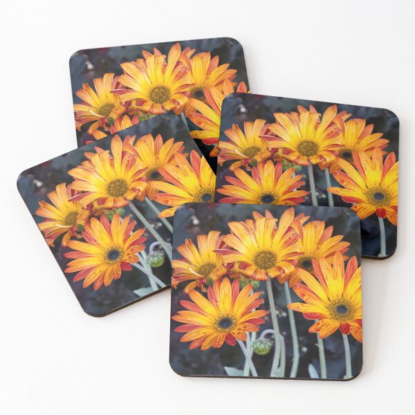 Item preview, Arctotis Acaulis - RHS Garden Rosemoor - Devon - English Gardens designed and sold by LucaRocchini.
