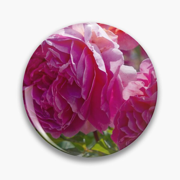 Item preview, Rosa Gallica - French Rose - RHS Garden Rosemoor - Devon - English Gardens designed and sold by LucaRocchini.