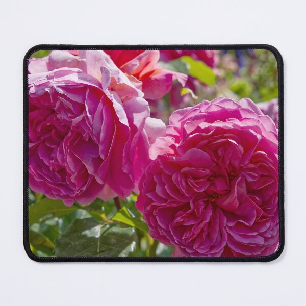Item preview, Rosa Gallica - French Rose - RHS Garden Rosemoor - Devon - English Gardens designed and sold by LucaRocchini.