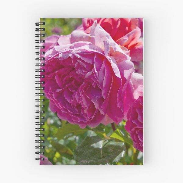 Item preview, Rosa Gallica - French Rose - RHS Garden Rosemoor - Devon - English Gardens designed and sold by LucaRocchini.