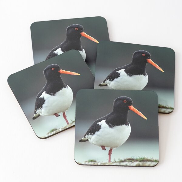 Item preview, Oystercatcher  designed and sold by Tom McPherson Photography.