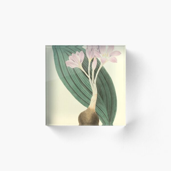Roscoe, Margaret (1786-1840) - Floral Illustrations of the Seasons 1831 - Colchicum Byzantinum Acrylic Block