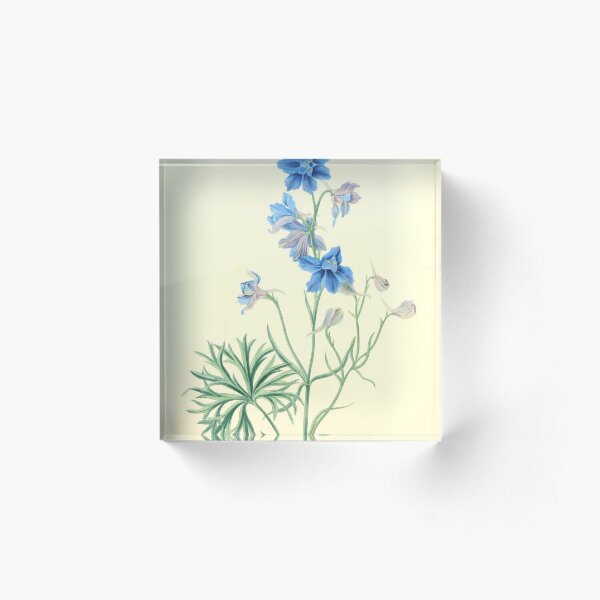 Roscoe, Margaret (1786-1840) - Floral Illustrations of the Seasons 1831 - Delphinium Grandiflorum Acrylic Block