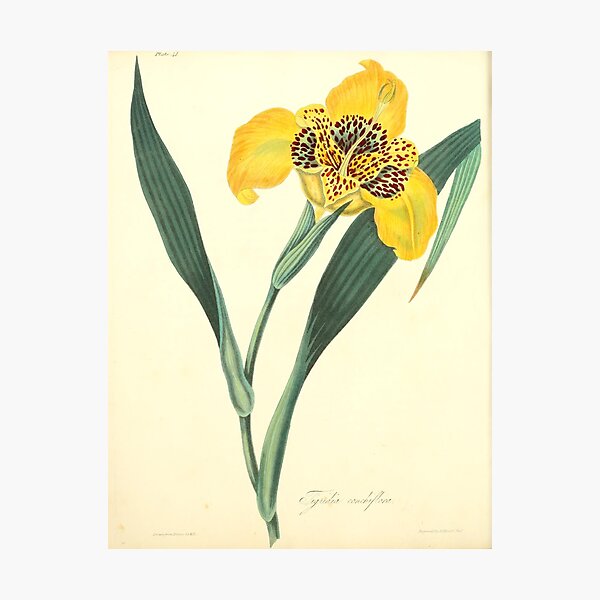 Roscoe, Margaret (1786-1840) - Floral Illustrations of the Seasons 1831 - Tigridia Conchiflora Photographic Print