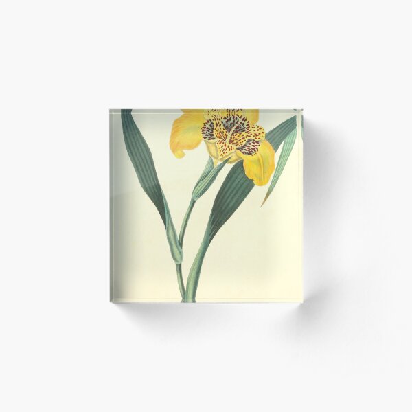 Roscoe, Margaret (1786-1840) - Floral Illustrations of the Seasons 1831 - Tigridia Conchiflora Acrylic Block