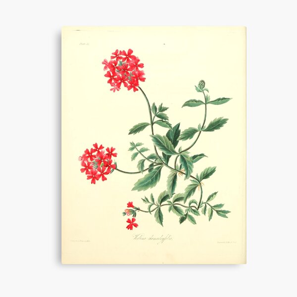 Roscoe, Margaret (1786-1840) - Floral Illustrations of the Seasons 1831 - Verbena Chamaedrifolia Canvas Print