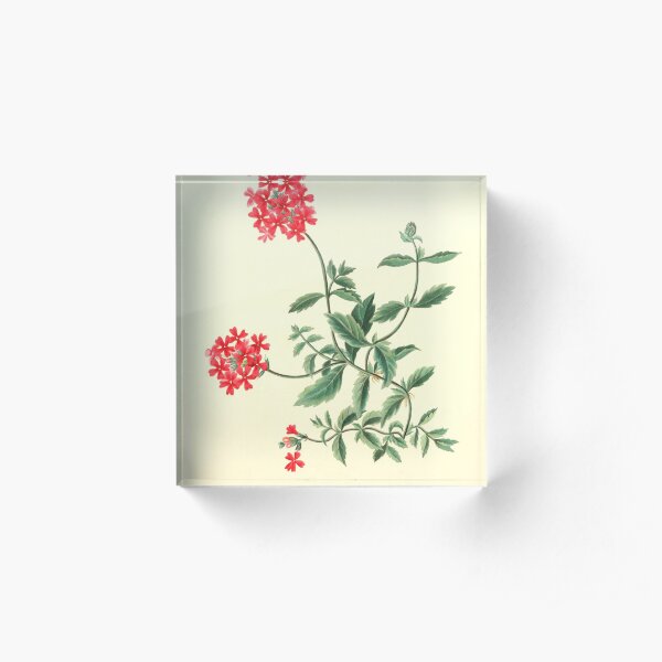 Roscoe, Margaret (1786-1840) - Floral Illustrations of the Seasons 1831 - Verbena Chamaedrifolia Acrylic Block