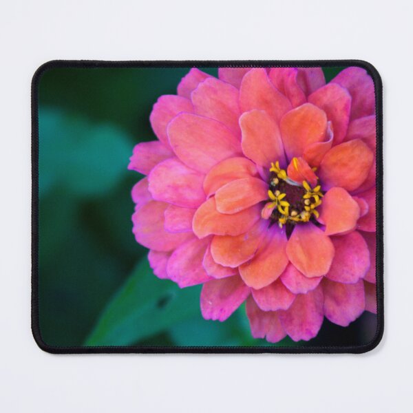 Item preview, Pink and Orange Flower Photograph designed and sold by dddesignsnj.