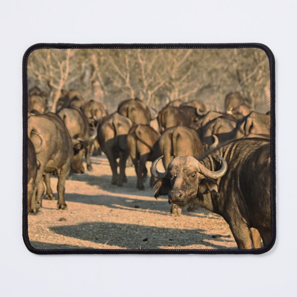 Item preview, Can't Rollerskate in a Buffalo Herd designed and sold by H-Stone-Photo.