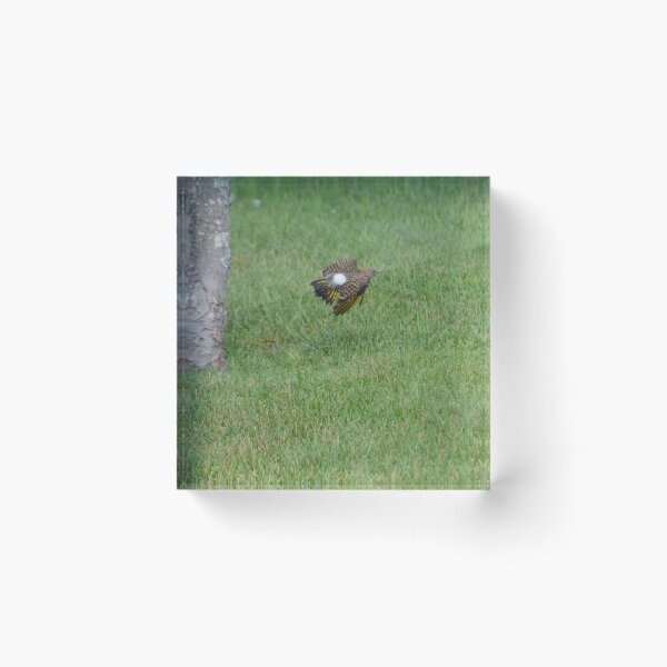 Item preview, Northern Flicker designed and sold by kry.ative.