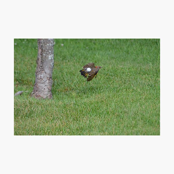 Item preview, Northern Flicker designed and sold by kry.ative.