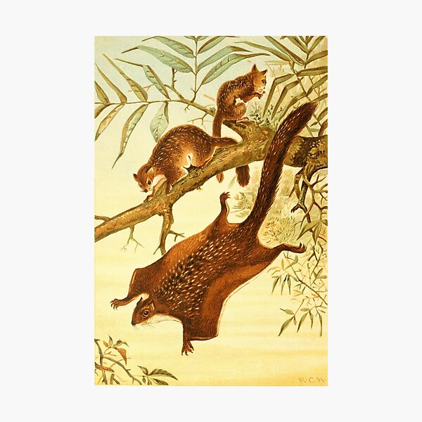 Item preview, Royal Natural History 1893-1896 - RCH (Flying Squirrels) designed and sold by ARTPICS SIMPLE.