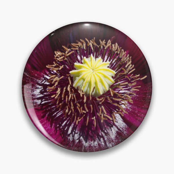 Item preview, Papaver Somniferum - Opium Poppy - RHS Garden Rosemoor - Devon - English Gardens designed and sold by LucaRocchini.
