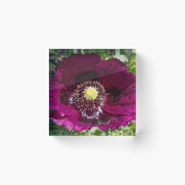 Item preview, Papaver Somniferum - Opium Poppy - RHS Garden Rosemoor - Devon - English Gardens designed and sold by LucaRocchini.