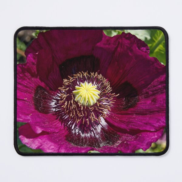 Item preview, Papaver Somniferum - Opium Poppy - RHS Garden Rosemoor - Devon - English Gardens designed and sold by LucaRocchini.
