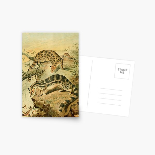 Artikel-Vorschau von Königliche Naturgeschichte 1893-1896 - REH (Linsangs), designt und verkauft von ARTPICS SIMPLE.