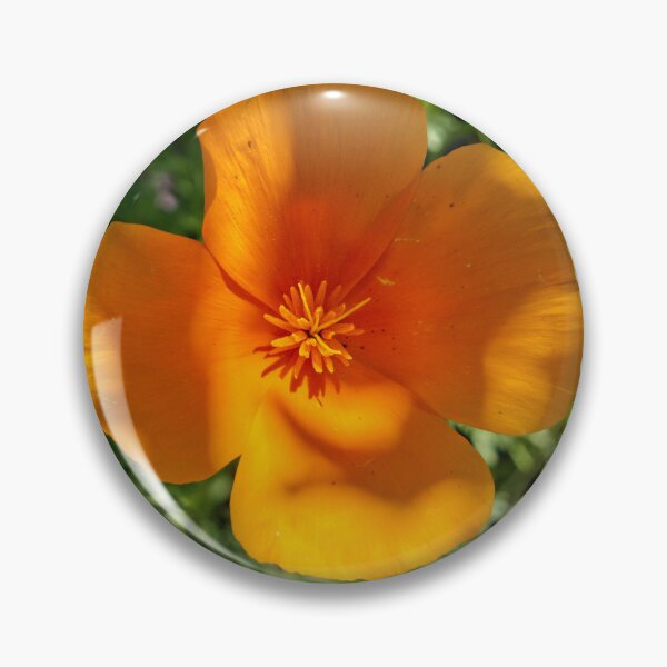 Item preview, Eschscholzia Californica - California Poppy - RHS Garden Rosemoor - Devon - English Gardens designed and sold by LucaRocchini.