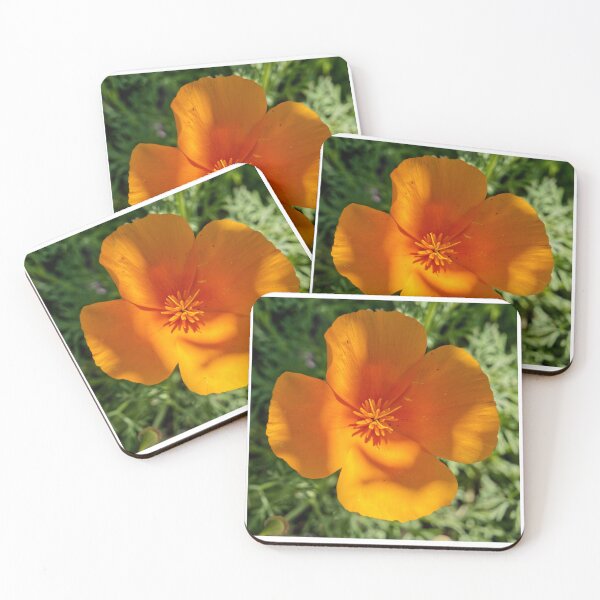 Aperçu de l'œuvre Eschscholzia Californica - Pavot de Californie - RHS Garden Rosemoor - Devon - Jardins Anglais créée et vendue par LucaRocchini.