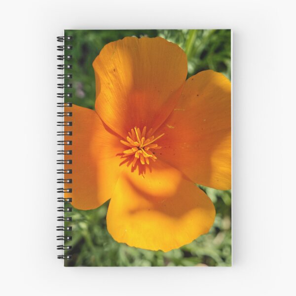 Item preview, Eschscholzia Californica - California Poppy - RHS Garden Rosemoor - Devon - English Gardens designed and sold by LucaRocchini.