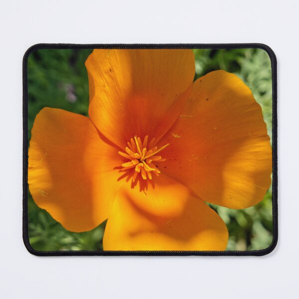 Item preview, Eschscholzia Californica - California Poppy - RHS Garden Rosemoor - Devon - English Gardens designed and sold by LucaRocchini.