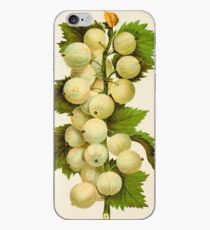 Canadian Horticulturalist 1888-96 - Downing Gooseberries iPhone Case