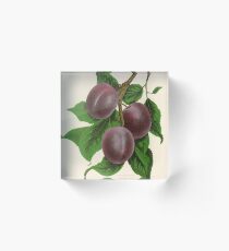 Canadian Horticulturalist 1888-96 - Fellemburg Plums Acrylic Block