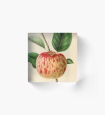 Canadian Horticulturalist 1888-96 - Haas Apple Acrylic Block
