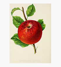 Canadian Horticulturalist 1888-96 - Hubbardston Nonsuch Apple Photographic Print