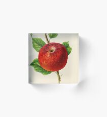 Canadian Horticulturalist 1888-96 - Hubbardston Nonsuch Apple Acrylic Block