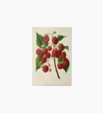 Canadian Horticulturalist 1888-96 - Raspberries Art Board