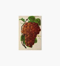 Canadian Horticulturalist 1888-96 - Vergennes Grapes Art Board