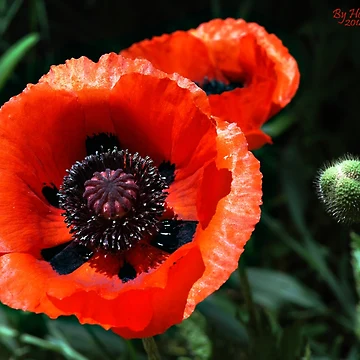Artwork thumbnail, Springtime Beauty by Holly Werner
